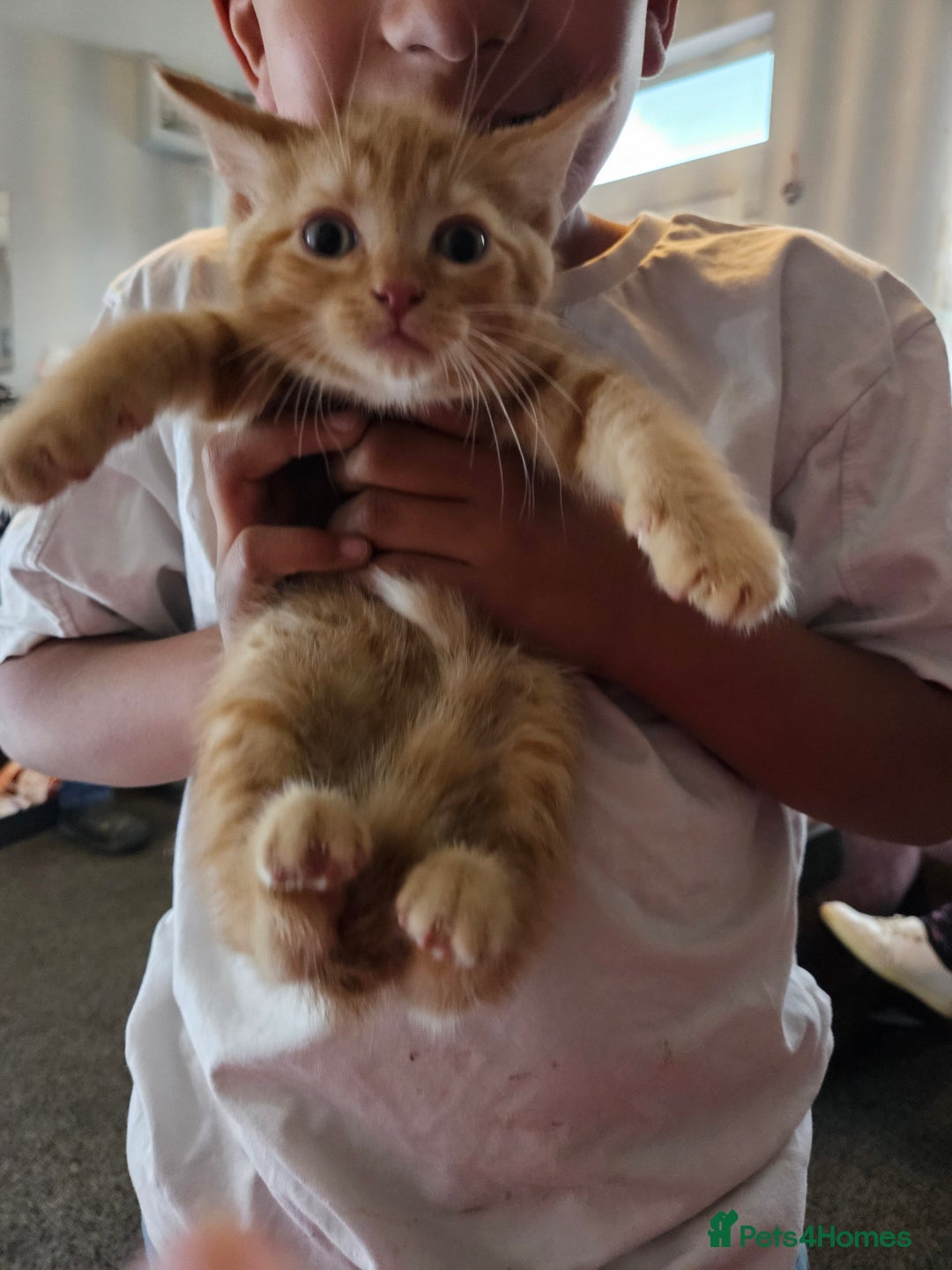 Domestic Shorthair cats for sale: 2 gorgeous ginger female kittens - Image 6