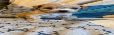 Cockapoo Puppy 6
