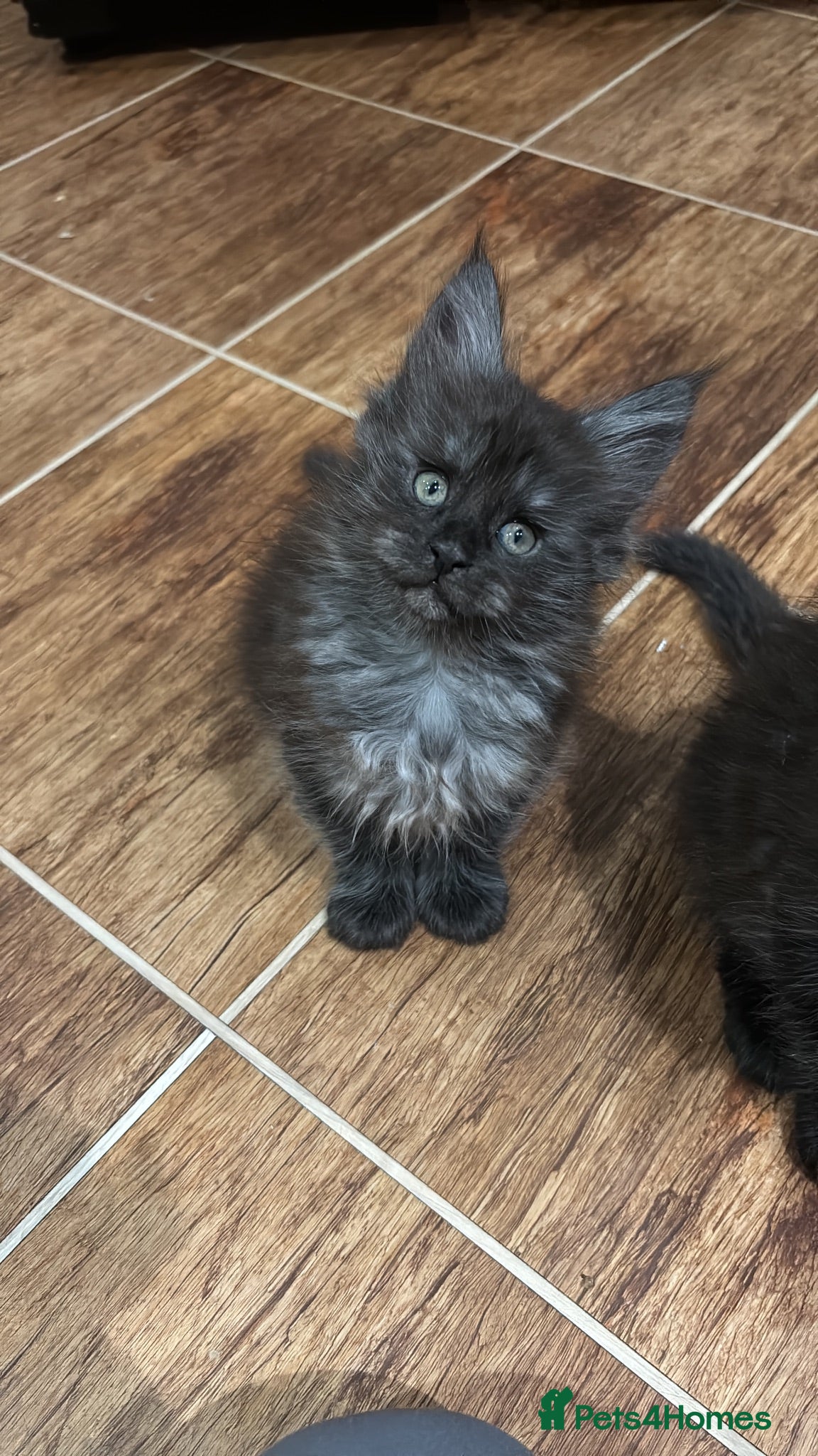 Maine Coon cats Stunning TICA Registered Maine Coon Kittens - Advert 2