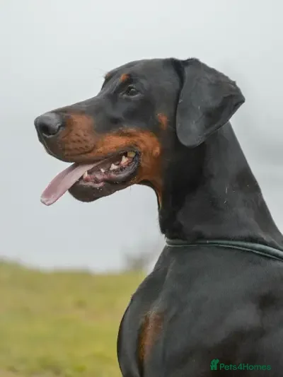 Dobermann dogs Judge - Advert 1