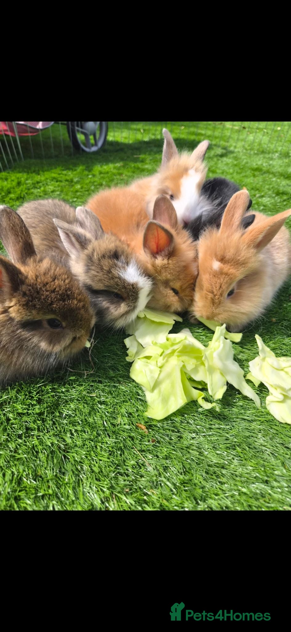 Mini Lion Lop rabbits (READY NOW) 9 LION LOPS - Advert 2