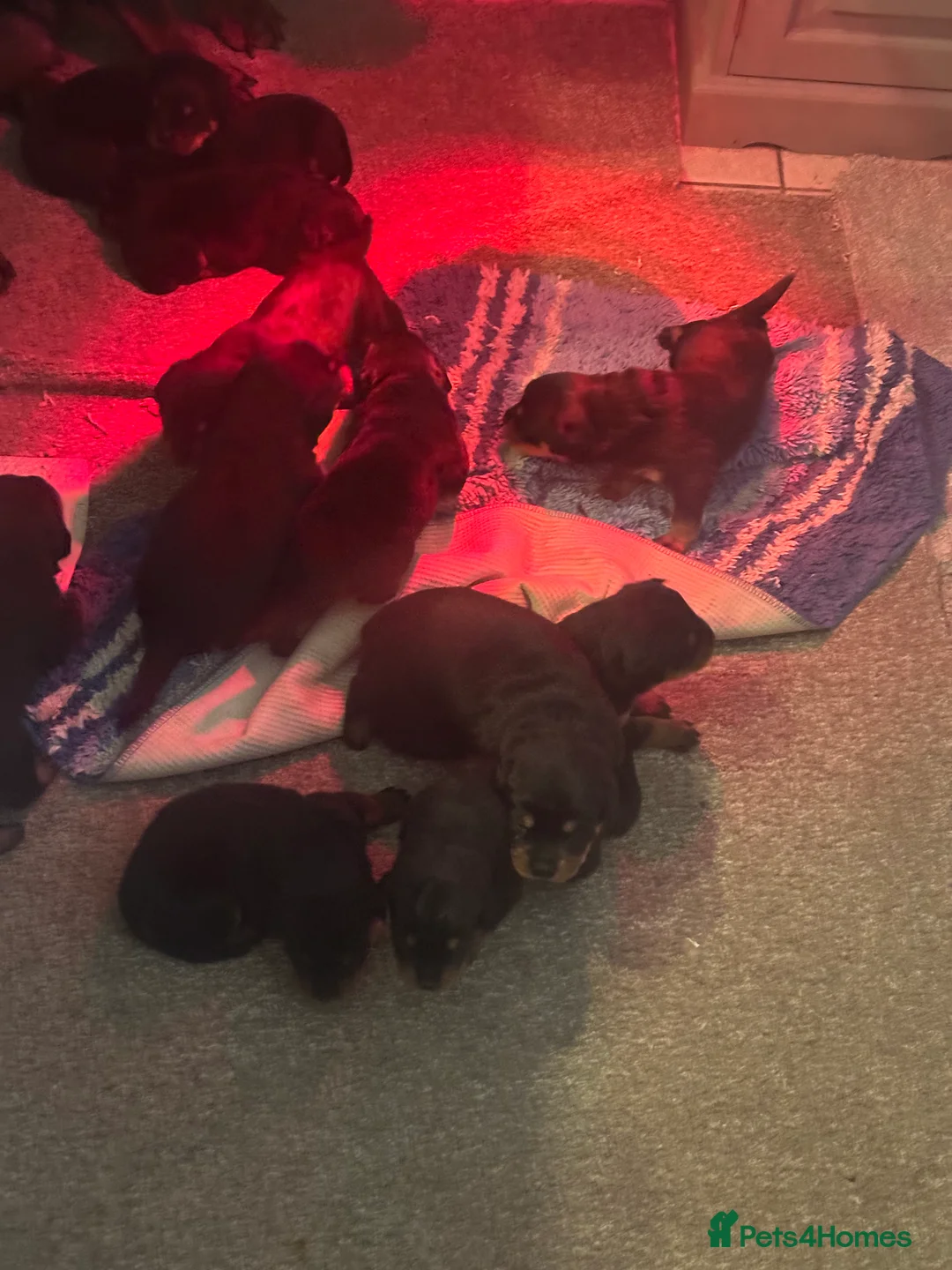 Rottweiler dogs for sale: Beautiful Rottweiler puppies  - Advert 7