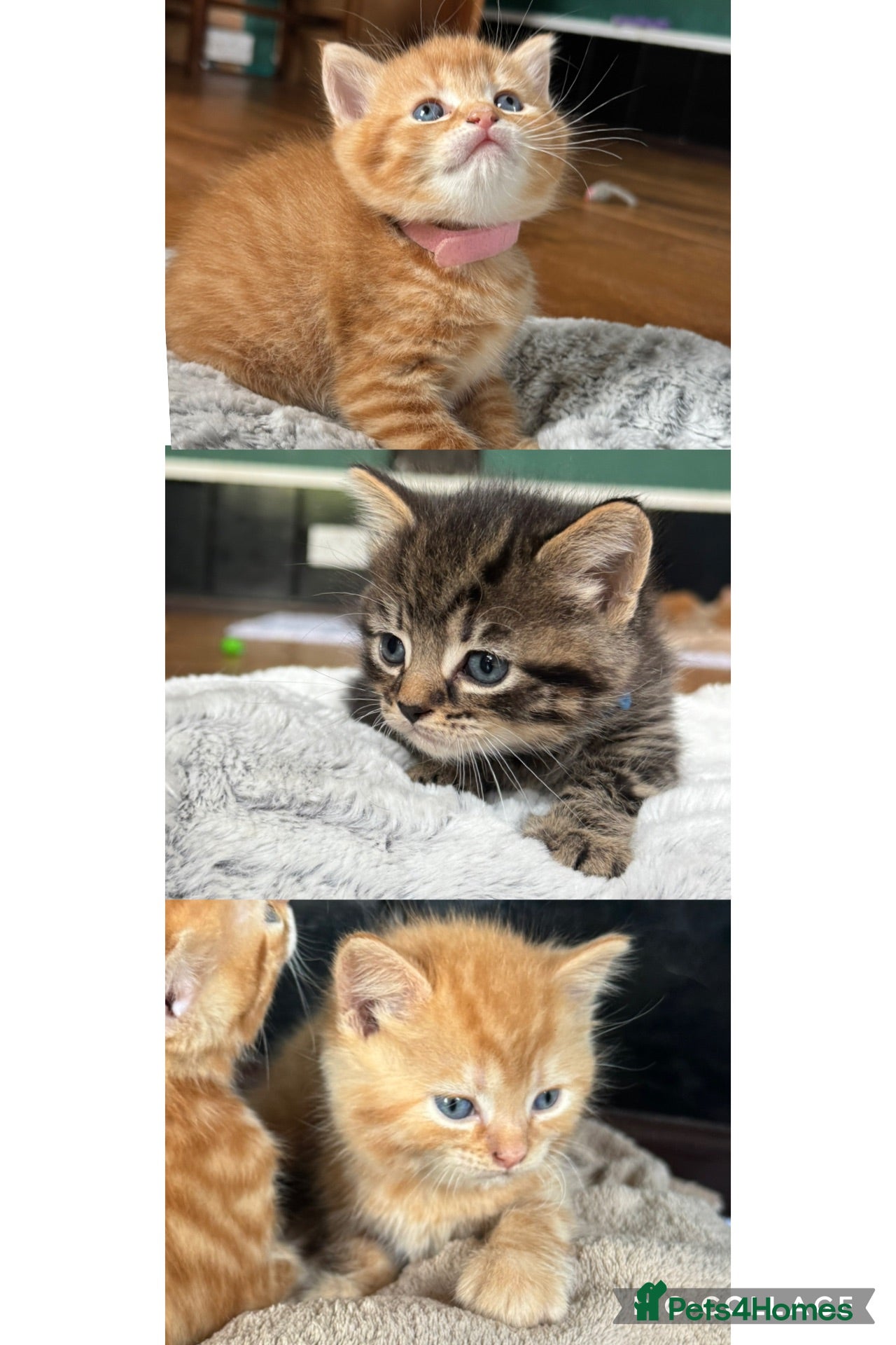 Mixed Breed cats Bsh/bengal x mainecoon  - Advert 1