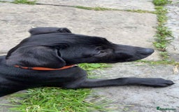 Mixed Breed dogs for sale: 4 month old/ labrador retrieve/cane corse - Image 4