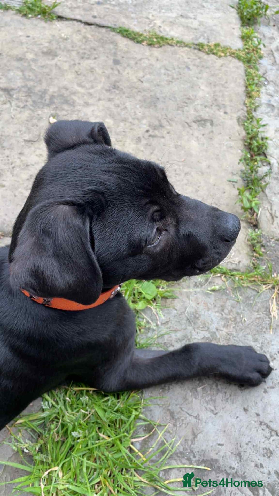 Mixed Breed dogs for sale: 4 month old/ labrador retrieve/cane corse - Image 4