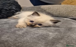Ragdoll cats for sale: Last 2 female ragdoll kittens for sale - Image 10