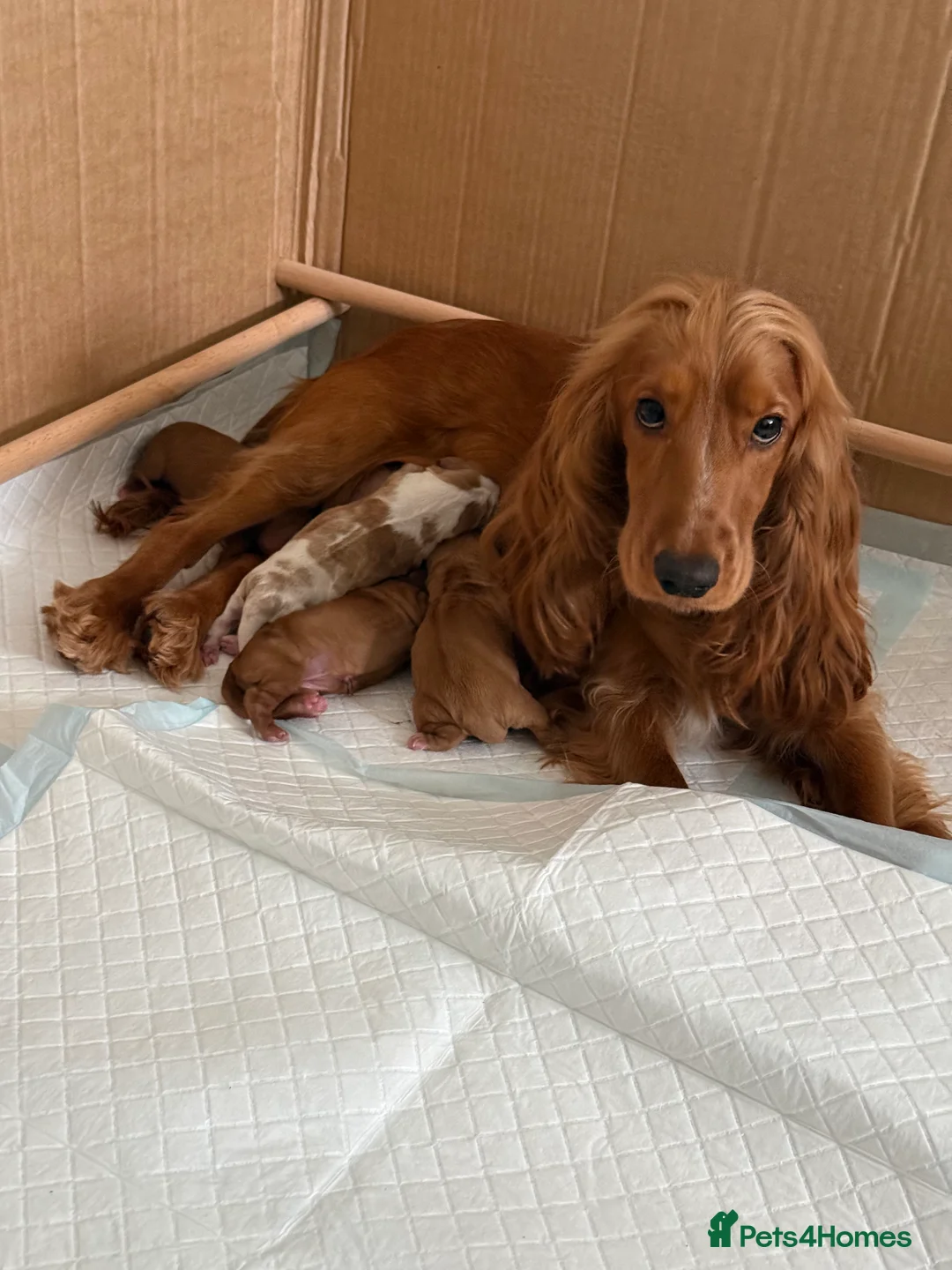 Cockalier dogs for sale: Stunning Cockalier Female Puppy Ready May 1st - Advert 22