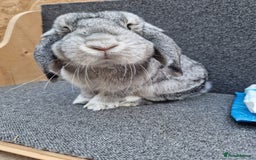 Mixed Breed rabbits for sale: Sweet Little Chin Lop Buck - Image 8