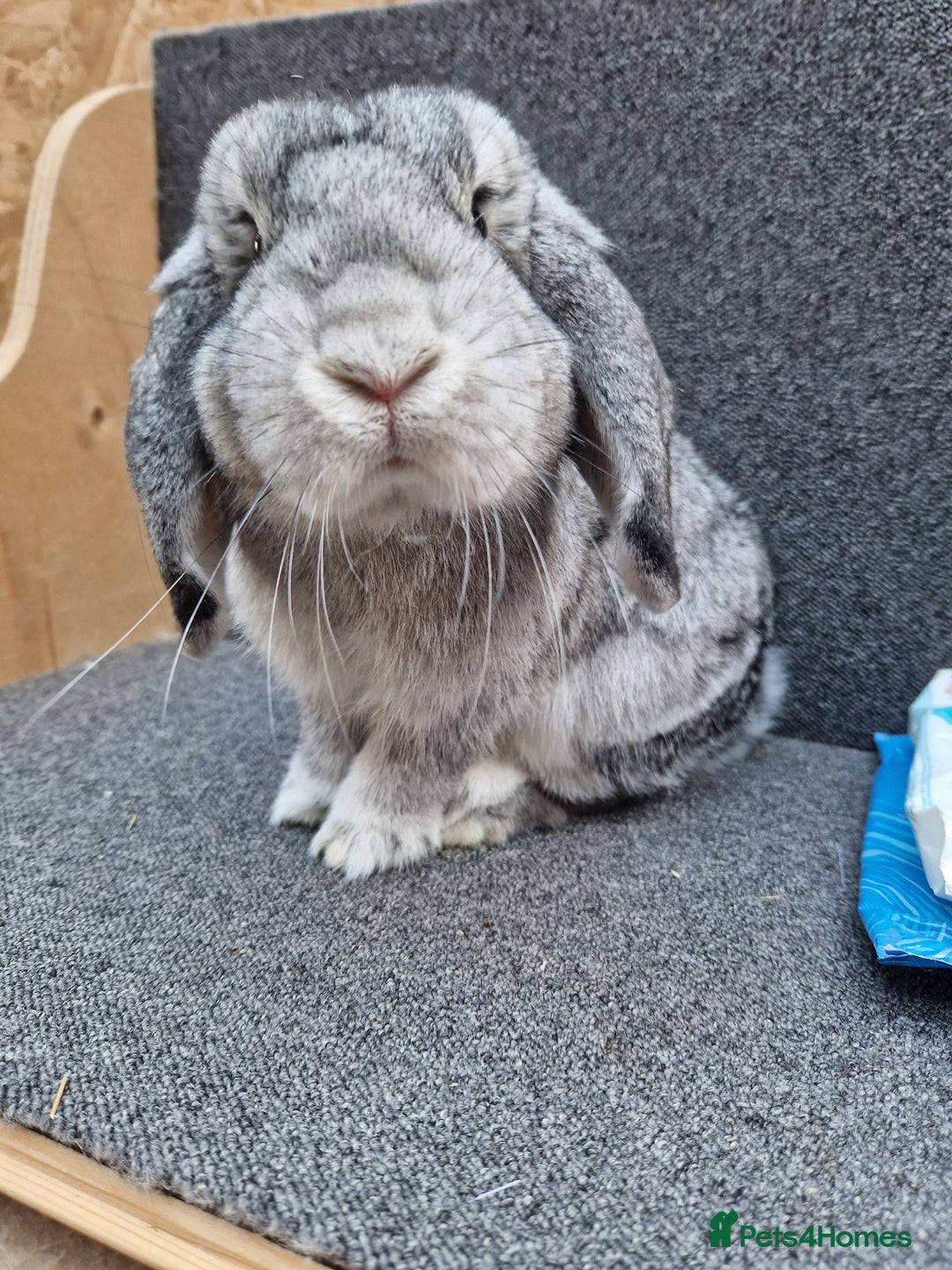 Mixed Breed rabbits for sale: Sweet Little Chin Lop Buck - Image 8