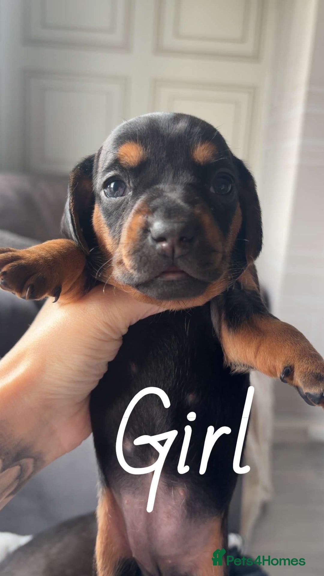 Miniature Dachshund dogs for sale: Beautiful sausage dogs🥰 - Image 4