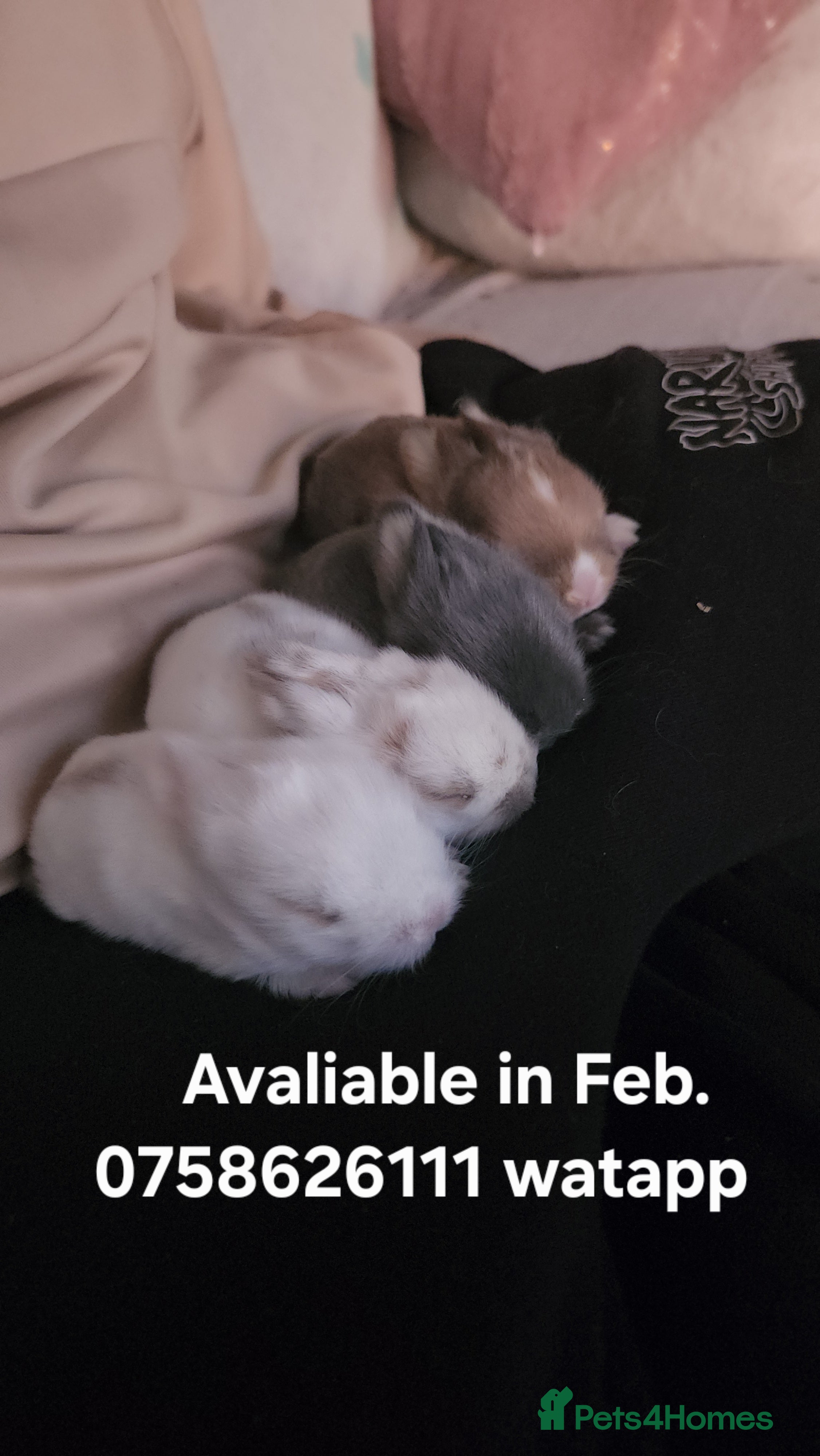 Lionhead rabbits Cute baby bunnies. Lionheads need a loving home.  - Advert 11