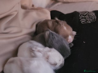 Lionhead rabbits Cute baby bunnies. Lionheads need a loving home. - Advert 11