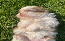 Shih Tzu dogs for sale: 5 Imperial Shih Tzu Puppies - Image 11