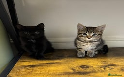 Mixed Breed cats for sale: Two kittens  - Image 4