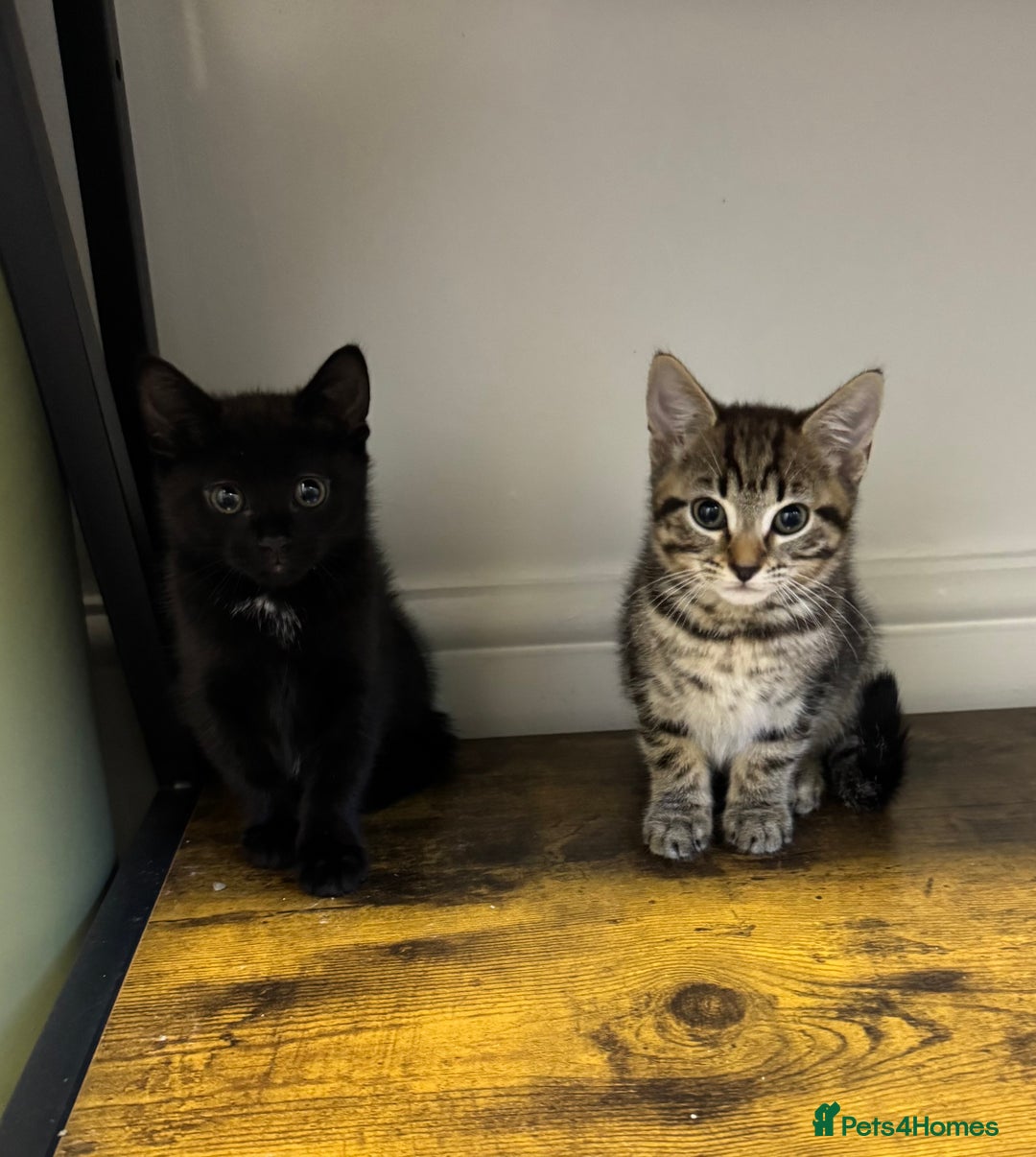 Mixed Breed cats for sale: Two kittens  - Image 4