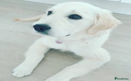 Golden Retriever dogs for sale: Retriever Puppy Looking for Her Forever Home - Image 1