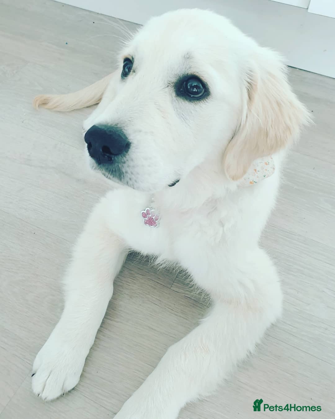 Golden Retriever dogs for sale: Retriever Puppy Looking for Her Forever Home - Image 1