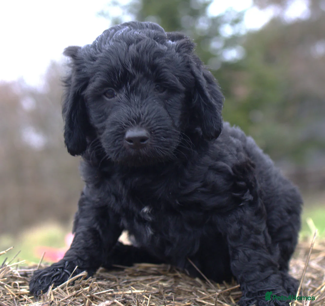 Double Doodle dogs for sale: 🌈Fully vaccinated and ready to meet the world 🌈 - Advert 25