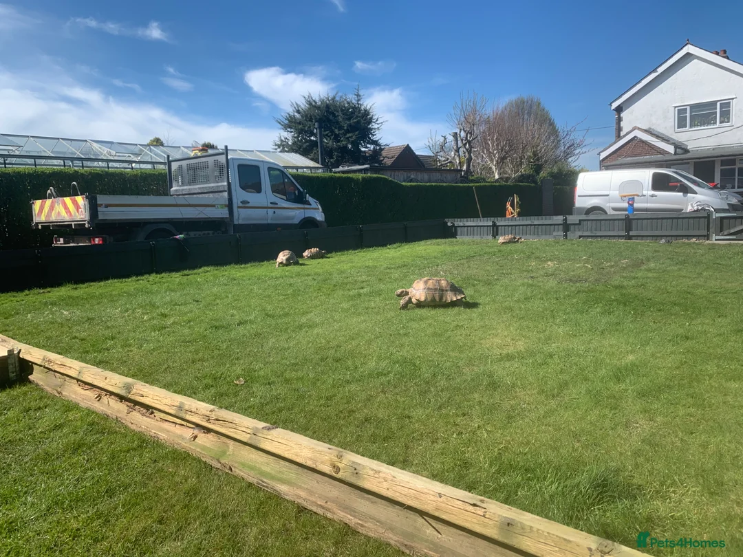 Tortoise reptiles for sale: 2 x Sulcata Tortoises - Advert 1