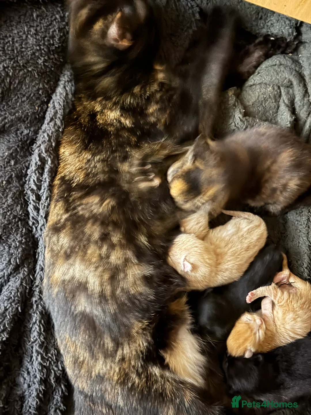 Mixed Breed cats for sale: Adorable Fluffy Kittens - Advert 1