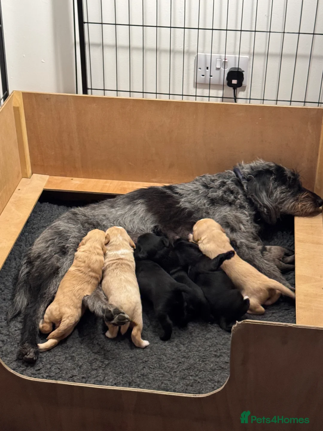 Labradoodle dogs for sale: Miniature Scruffy/ Bearded Labradoodle Puppies  in Taunton - Advert 2