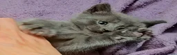 Mixed Breed cats for sale: Elven Bengal Kittens  - Advert 28