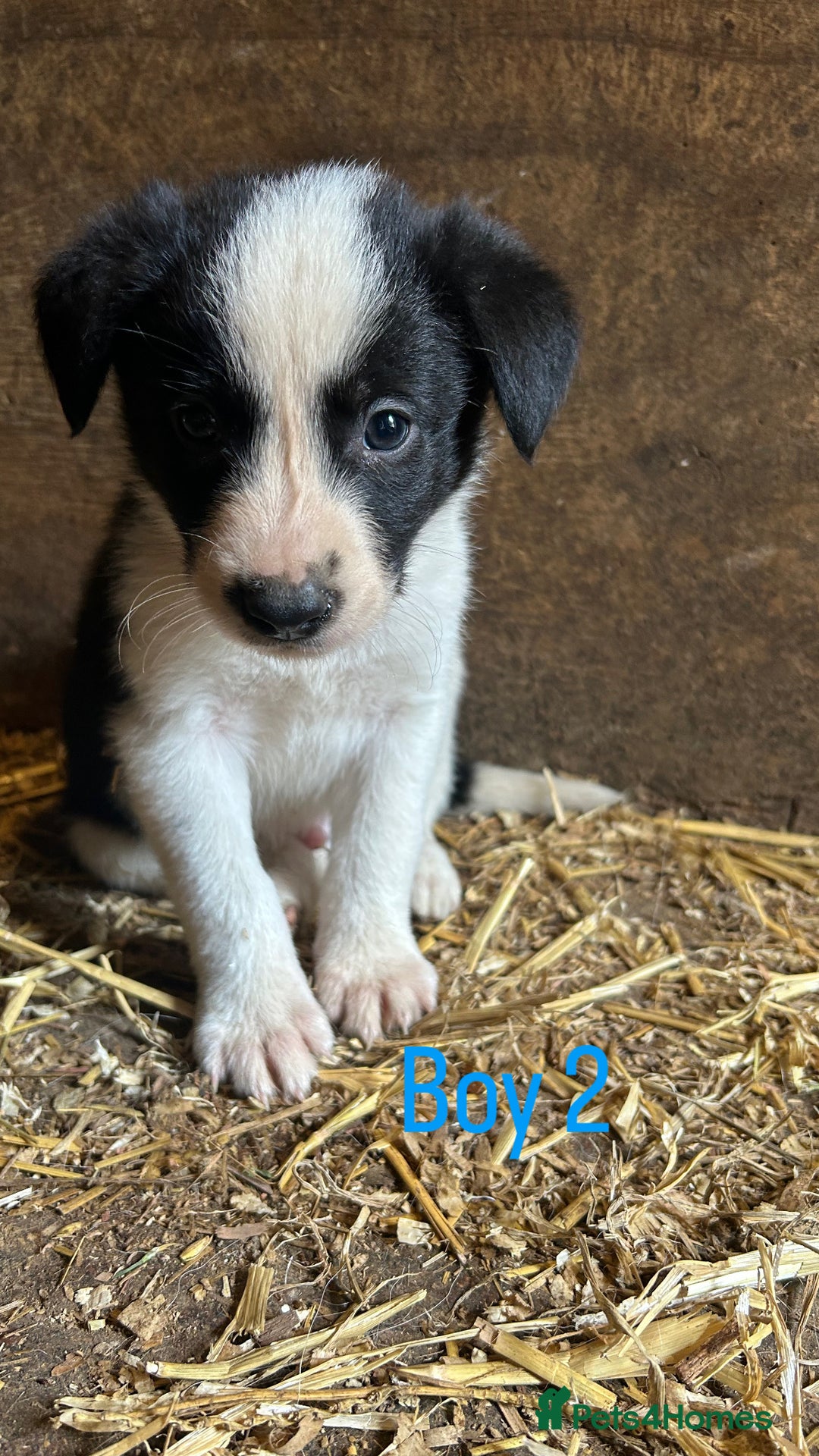 Border Collie dogs for sale: Beautiful border collie puppies for sale  - Image 4