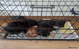 Patterdale Terrier dogs for sale: Patterdale pups for sale ready now - Image 15