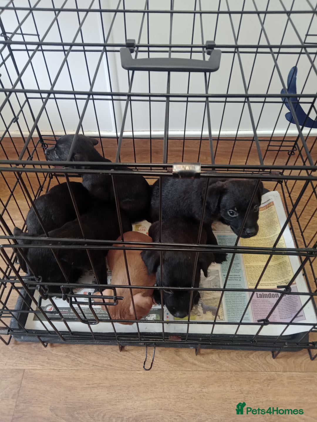 Patterdale Terrier dogs for sale: Patterdale pups for sale ready now - Image 15
