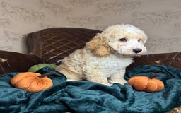 Cockapoo dogs for sale: Pedro f1 cockapoo  - Image 5