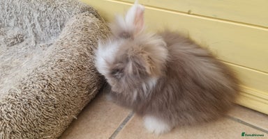 Lionhead rabbits - Advert 4