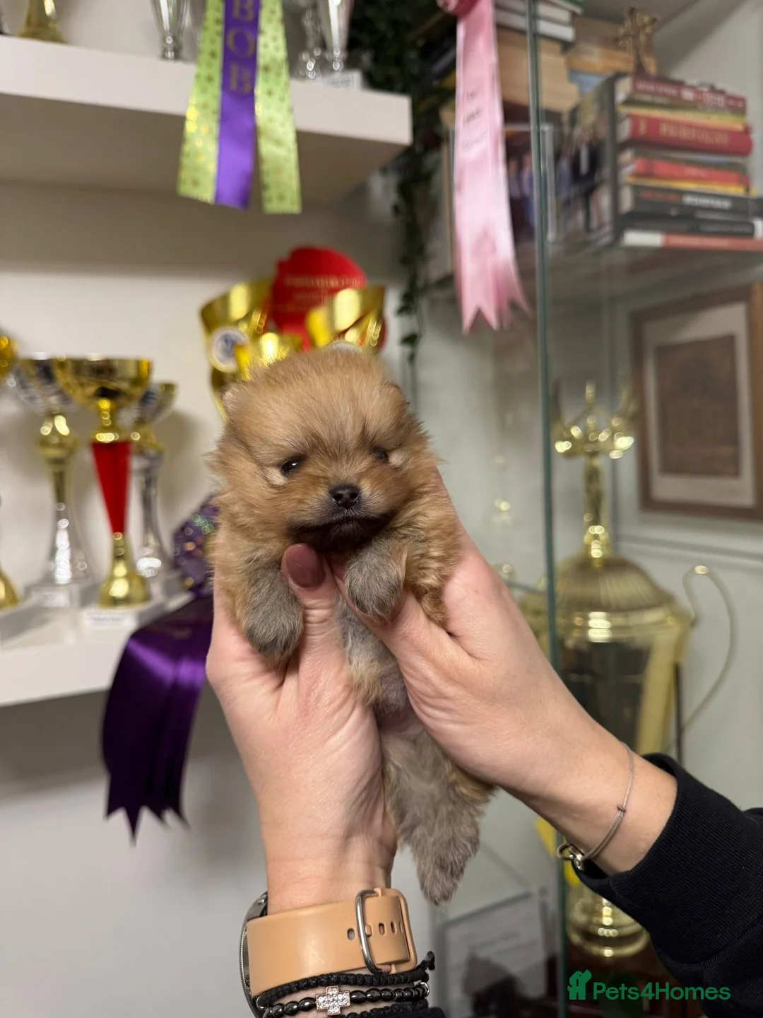 Pomeranian dogs for sale: ♥️ Adorable Pomeranian Puppies ♥️ - Advert 8