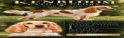 Cocker Spaniel dogs for stud: 🐶KENBLOOM PATH TO GLORY FOR STUD🐶 - Advert 3