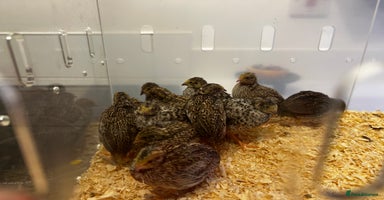 Quail poultry - Advert 7