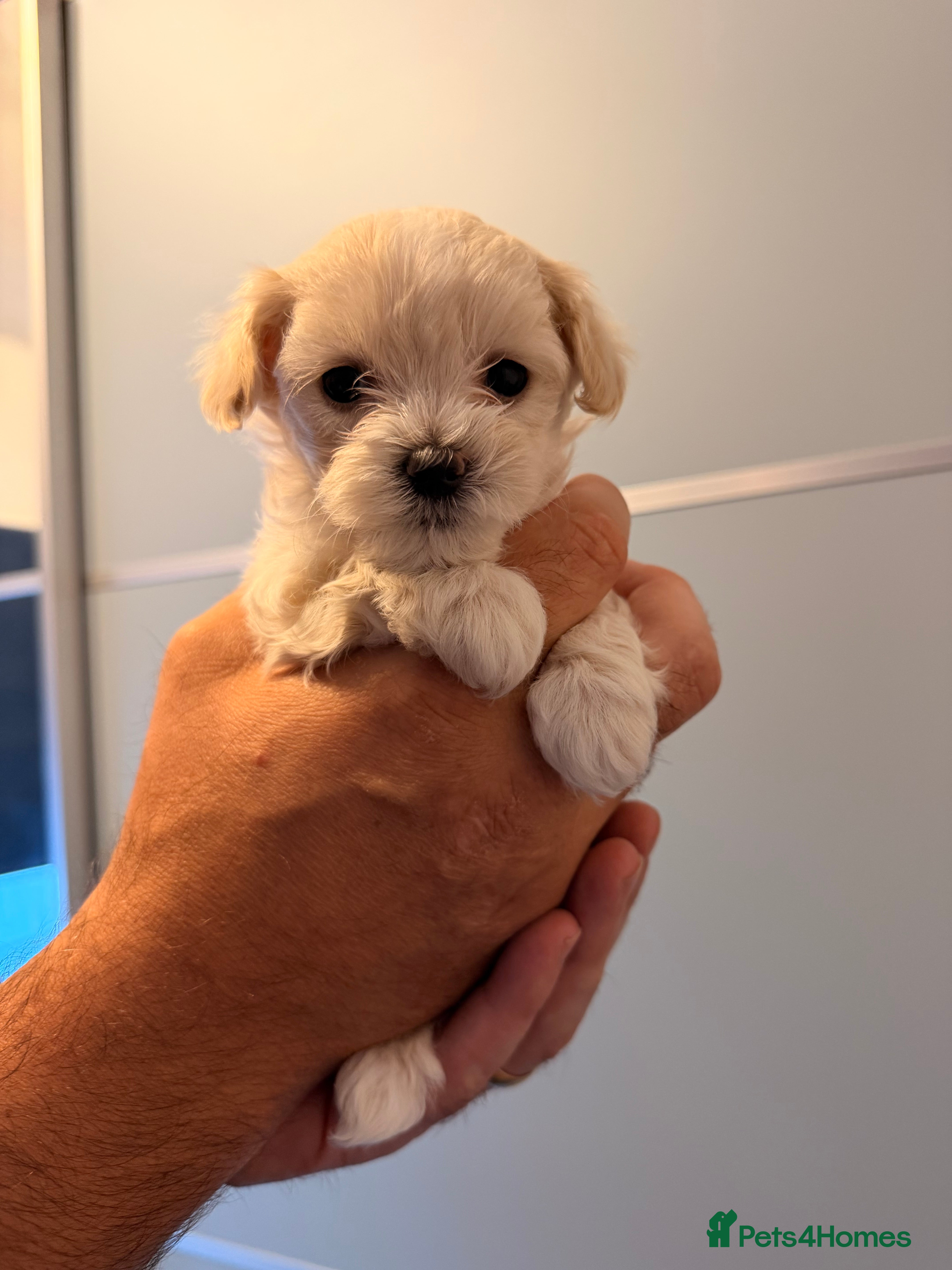 Maltipoo dogs ❌❌S  Gorgeous maltipoo F2 🐶🐶🐶🐶🐶 - Advert 2