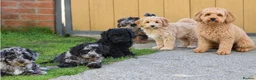 Cavapoochon dogs for sale: Beautiful Cavapoochon puppies for sale - Advert 2