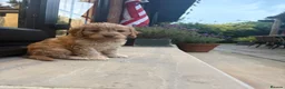 Cockapoo dogs for sale: Beautiful f1 cockerpoos in Middlesbrough - Advert 3