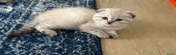 Scottish Fold cats for sale: Scottish Fold Kittens  - Advert 22