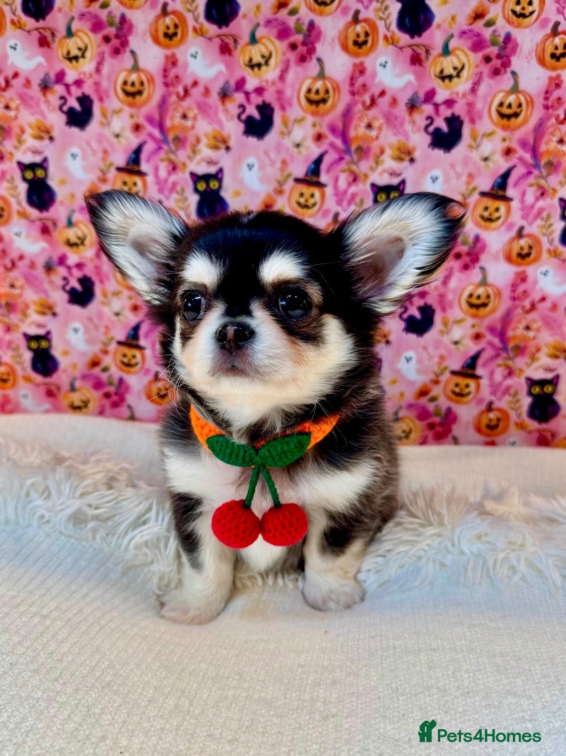 Chihuahua dogs for sale: 🤎🐾🖤Exotic LC RKC Husky Marking Boys🖤🐾🤎 - Advert 1