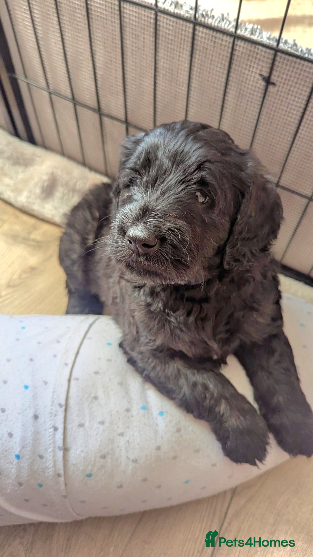 Mixed Breed dogs for sale: Bernedoodle  - Advert 4