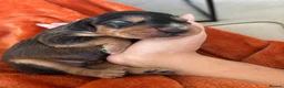 Cocker Spaniel dogs for sale: ⭐ 2 BEAUTIFUL COCKER SPANIEL BOYS⭐ - Advert 3