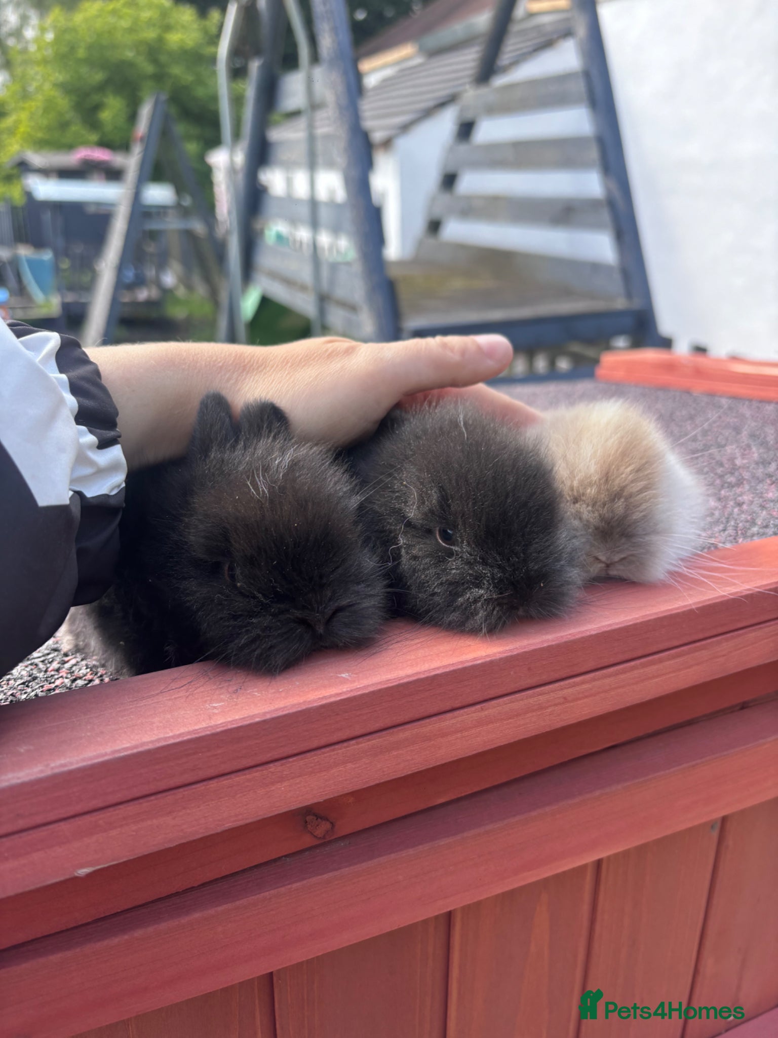 Lionhead rabbits for sale: Stunning lion head bunnies for sale  - Advert 6