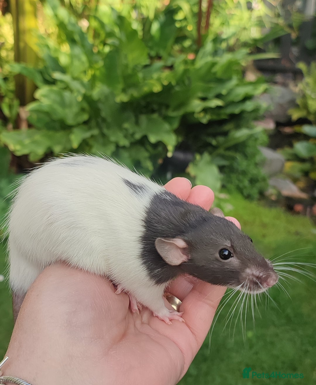 Rat rodents for sale: Agouti , cinnamon, blue and hooded Dumbo rats  - Image 8