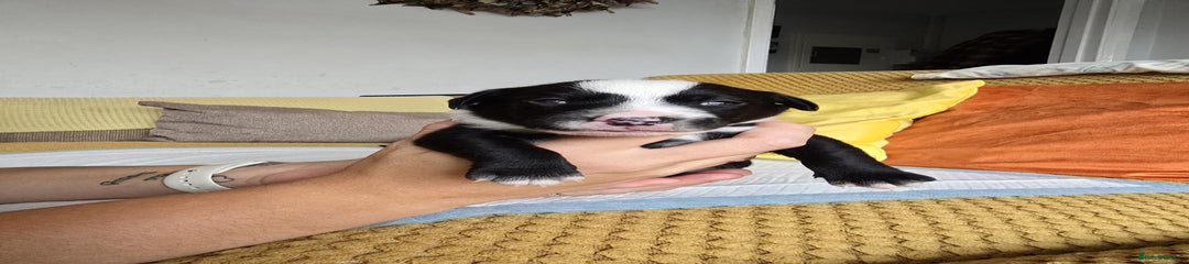 Puppy 3