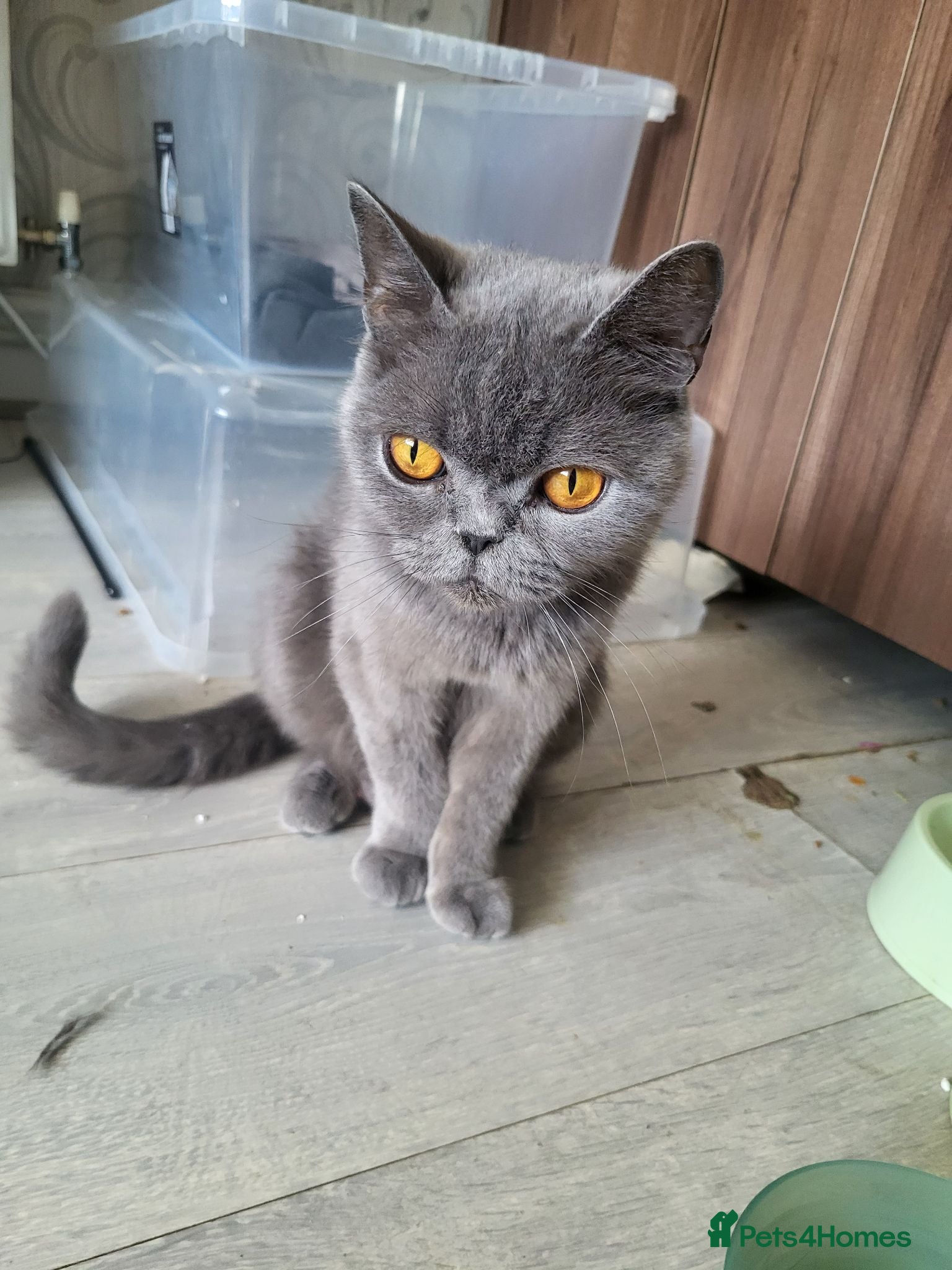 British Shorthair cats 5 kittens for sale  - Advert 1