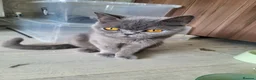 British Shorthair cats for sale: 5 kittens for sale  - Advert 1