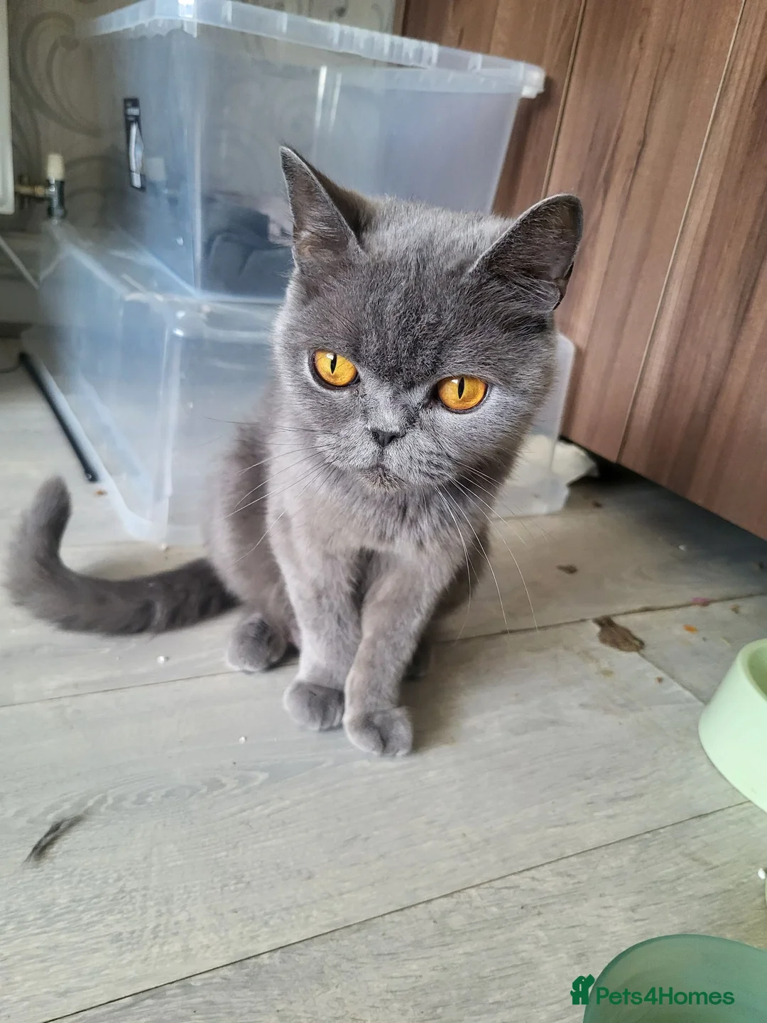 British Shorthair cats for sale: 5 kittens for sale  - Advert 1