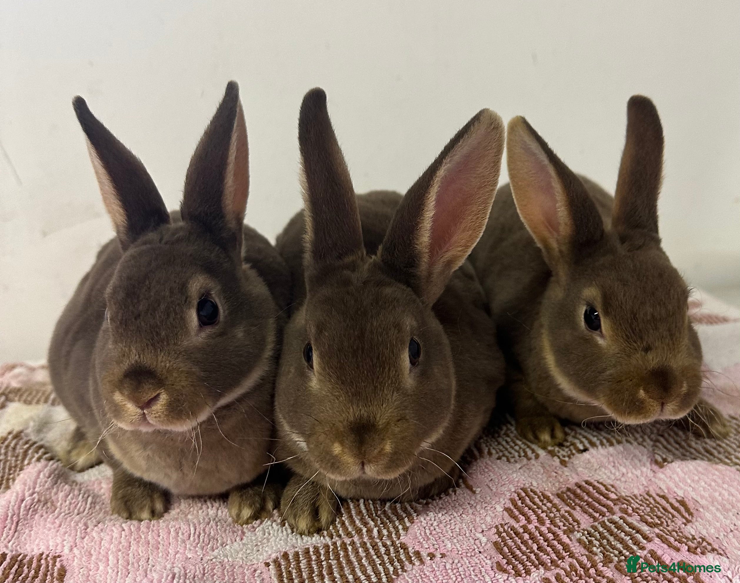 Rex rabbits Stunning mini Rex babies - Advert 14