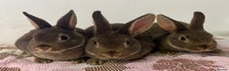 Rex rabbits for sale: Stunning mini Rex babies - Advert 1