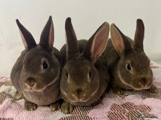 Rex rabbits Stunning mini Rex babies - Advert 1